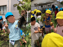 250630zyagaimo.jpg