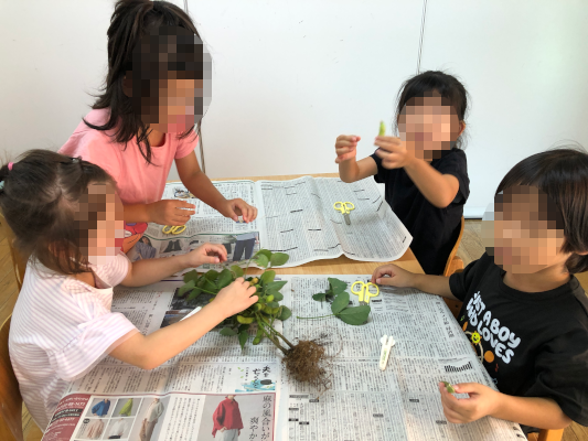 250808edamame2.png